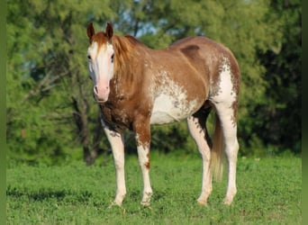 American Paint Horse, Caballo castrado, 15 años, 152 cm, Overo-todas las-capas