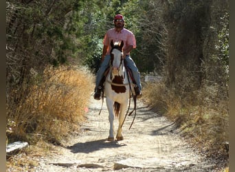 American Paint Horse, Caballo castrado, 15 años, 152 cm, Tobiano-todas las-capas