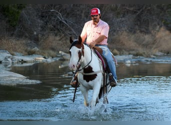 American Paint Horse, Caballo castrado, 15 años, 152 cm, Tobiano-todas las-capas