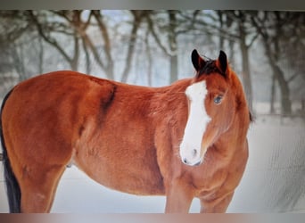 American Paint Horse, Caballo castrado, 16 años, 160 cm, Castaño