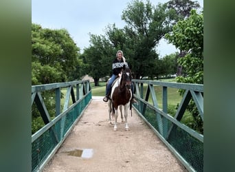 American Paint Horse, Caballo castrado, 16 años, 163 cm, Tobiano-todas las-capas