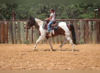 American Paint Horse, Caballo castrado, 16 años, 163 cm, Tobiano-todas las-capas