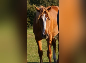American Paint Horse, Caballo castrado, 1 año, 145 cm, Alazán