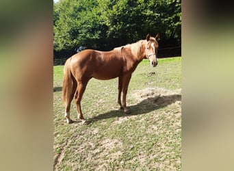 American Paint Horse, Caballo castrado, 1 año, 150 cm, Alazán