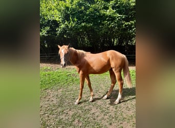 American Paint Horse, Caballo castrado, 1 año, 150 cm, Alazán