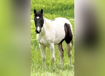 American Paint Horse, Caballo castrado, 1 año, 155 cm, Tobiano-todas las-capas