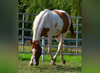 American Paint Horse, Caballo castrado, 1 año, 158 cm, Tobiano-todas las-capas