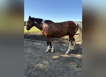 American Paint Horse Mestizo, Caballo castrado, 20 años, 164 cm, Pío