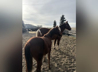 American Paint Horse Mestizo, Caballo castrado, 20 años, 164 cm, Pío