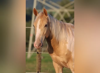 American Paint Horse, Caballo castrado, 2 años, 153 cm, Champán