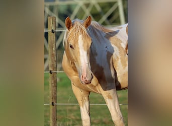 American Paint Horse, Caballo castrado, 2 años, 153 cm, Champán