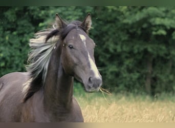American Paint Horse, Caballo castrado, 2 años, 155 cm, Buckskin/Bayo