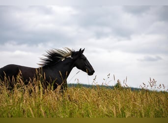 American Paint Horse, Caballo castrado, 2 años, 155 cm, Buckskin/Bayo