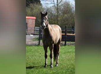 American Paint Horse, Caballo castrado, 2 años, 160 cm, Champán