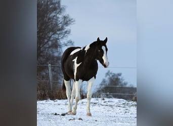 American Paint Horse, Caballo castrado, 2 años, 162 cm, Tovero-todas las-capas