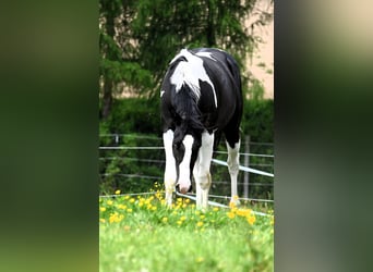 American Paint Horse, Caballo castrado, 2 años, 162 cm, Tovero-todas las-capas