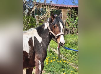 American Paint Horse, Caballo castrado, 2 años, Overo-todas las-capas