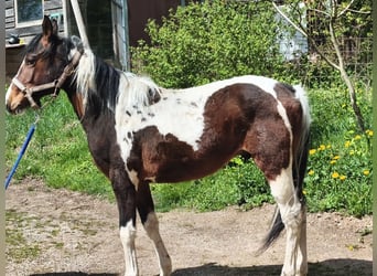 American Paint Horse, Caballo castrado, 2 años, Overo-todas las-capas