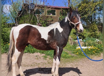 American Paint Horse, Caballo castrado, 2 años, Overo-todas las-capas