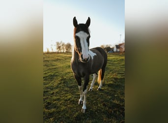 American Paint Horse, Caballo castrado, 3 años, 143 cm, Grullo