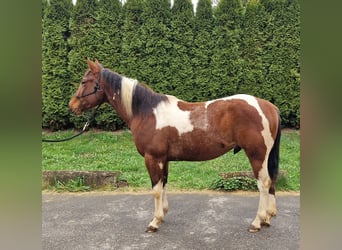 American Paint Horse, Caballo castrado, 3 años, 143 cm, Tobiano-todas las-capas