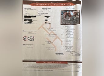 American Paint Horse, Caballo castrado, 3 años, 143 cm, Tobiano-todas las-capas