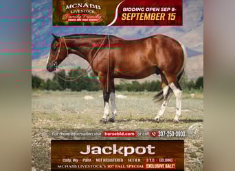 American Paint Horse, Caballo castrado, 3 años, 145 cm, Castaño rojizo