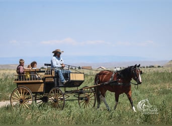 American Paint Horse, Caballo castrado, 3 años, 145 cm, Castaño rojizo