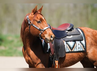 American Paint Horse, Caballo castrado, 3 años, 147 cm, Alazán