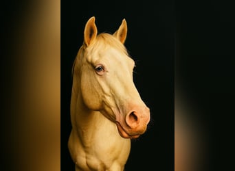 American Paint Horse, Caballo castrado, 3 años, 147 cm