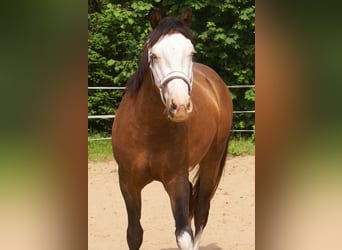 American Paint Horse, Caballo castrado, 3 años, 148 cm, Overo-todas las-capas