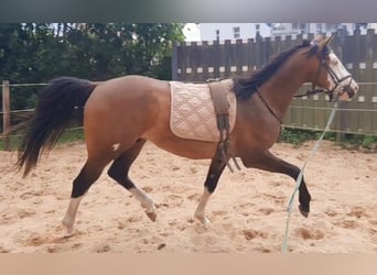 American Paint Horse, Caballo castrado, 3 años, 148 cm, Overo-todas las-capas