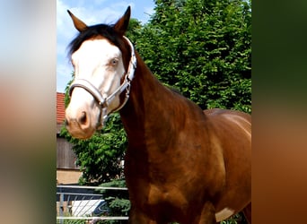 American Paint Horse, Caballo castrado, 3 años, 148 cm, Overo-todas las-capas