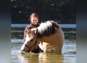 American Paint Horse Mestizo, Caballo castrado, 3 años, 148 cm, Tobiano-todas las-capas