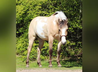 American Paint Horse Mestizo, Caballo castrado, 3 años, 148 cm, Tobiano-todas las-capas