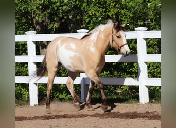 American Paint Horse Mestizo, Caballo castrado, 3 años, 148 cm, Tobiano-todas las-capas