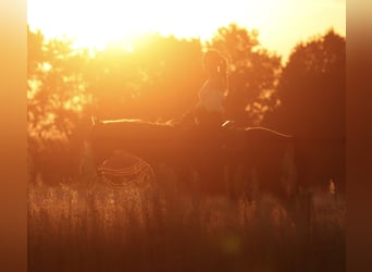 American Paint Horse Mestizo, Caballo castrado, 3 años, 150 cm, Castaño oscuro