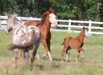 American Paint Horse Mestizo, Caballo castrado, 3 años, 150 cm, Castaño oscuro