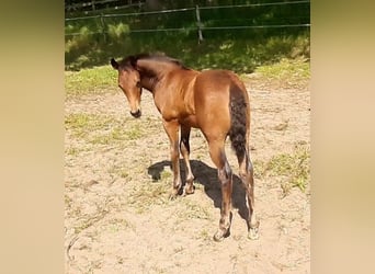 American Paint Horse, Caballo castrado, 3 años, 150 cm, Castaño