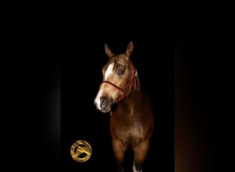 American Paint Horse, Caballo castrado, 3 años, 152 cm, Buckskin/Bayo