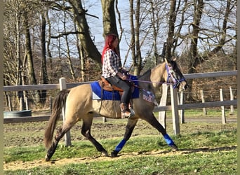American Paint Horse Mestizo, Caballo castrado, 3 años, 152 cm, Grullo