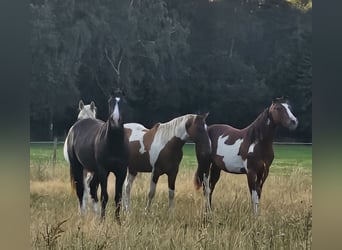 American Paint Horse, Caballo castrado, 3 años, 152 cm, Pío