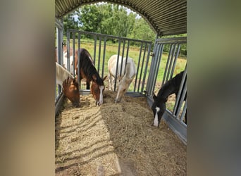 American Paint Horse, Caballo castrado, 3 años, 152 cm, Pío