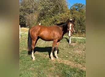 American Paint Horse Mestizo, Caballo castrado, 3 años, 153 cm