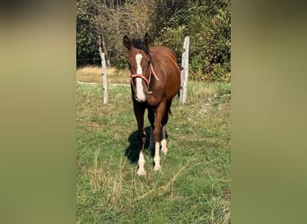 American Paint Horse Mestizo, Caballo castrado, 3 años, 153 cm