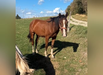 American Paint Horse Mestizo, Caballo castrado, 3 años, 153 cm
