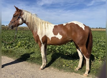 American Paint Horse, Caballo castrado, 3 años, 153 cm, Tobiano-todas las-capas
