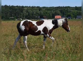 American Paint Horse, Caballo castrado, 3 años, 153 cm, Tobiano-todas las-capas