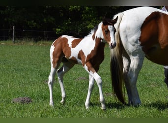 American Paint Horse, Caballo castrado, 3 años, 153 cm, Tobiano-todas las-capas