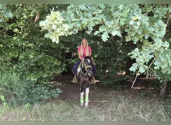 American Paint Horse, Caballo castrado, 3 años, 155 cm, Pío